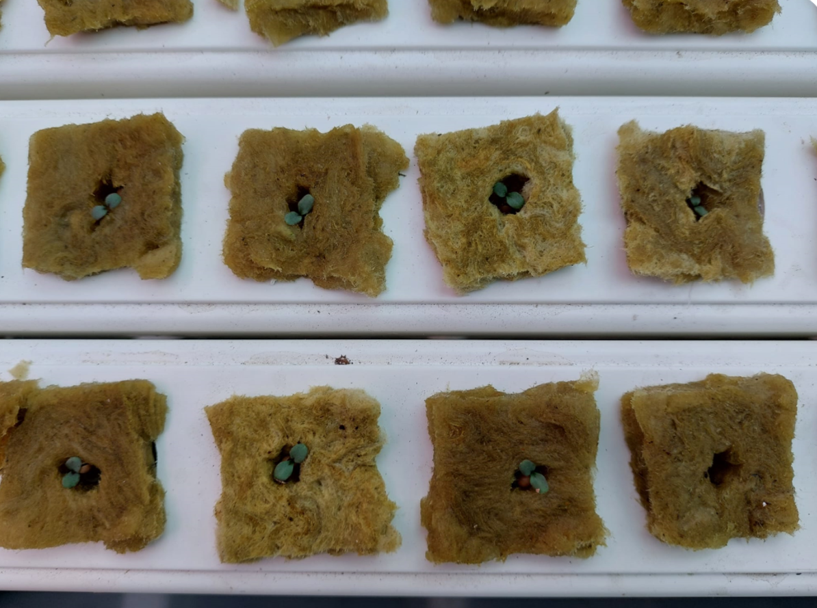 Seed protection and selection for hydroponics.png